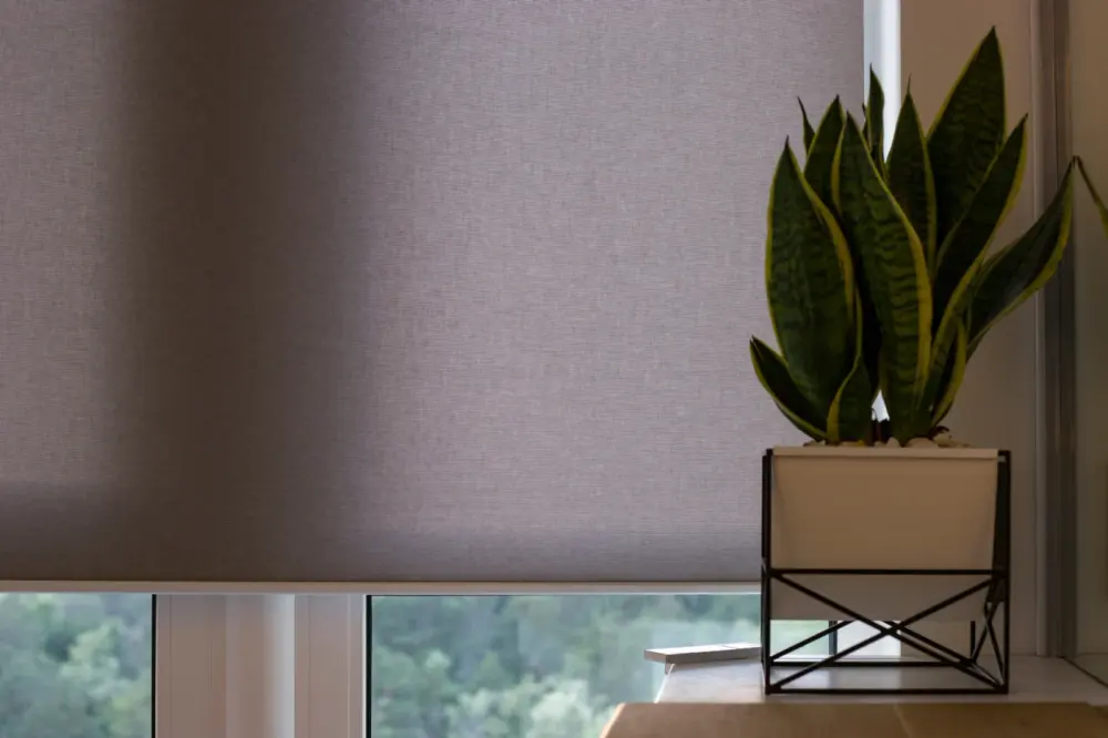 Dark motorized shades behind a potted plant