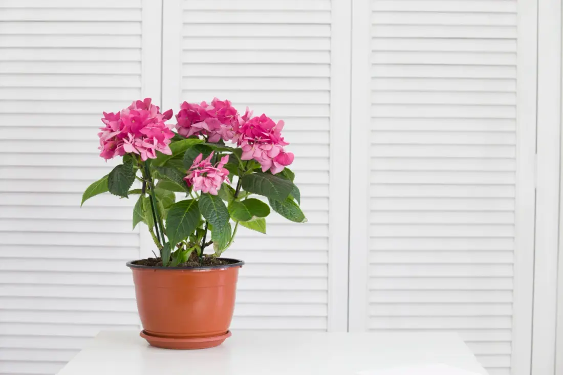 Hydrangea Flower In The Vase Over White Shutters Background